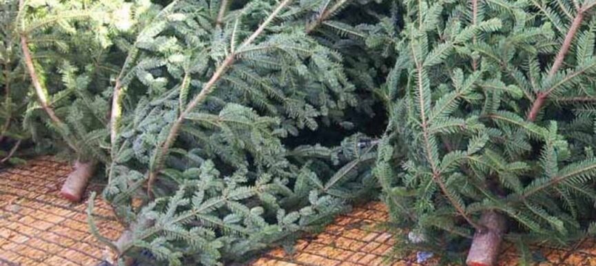 Κεντρική Μακεδονία: 8.500 χριστουγεννιάτικα δένδρα έγιναν πέλετ, εδαφοβελτιωτικό και μοριοσανίδες