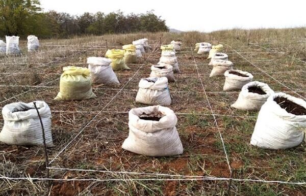 Κιλκίς: Μετά το σταρένιο καλαμάκι, τώρα ρίχνουν καφέ ως λίπασμα στο σιτάρι