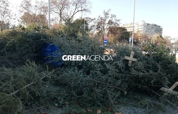 Θεσσαλονίκη: Οι επιδόσεις των δήμων που ανακύκλωσαν φυσικά χριστουγεννιάτικα δένδρα
