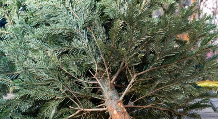 Από σήμερα Τετάρτη 8 Ιανουαρίου ξεκινά η ανακύκλωση των φυσικών χριστουγεννιάτικων δέντρων στο δήμο Θέρμης.