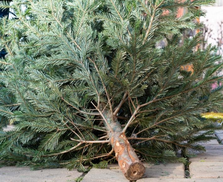 Από σήμερα Τετάρτη 8 Ιανουαρίου ξεκινά η ανακύκλωση των φυσικών χριστουγεννιάτικων δέντρων στο δήμο Θέρμης.